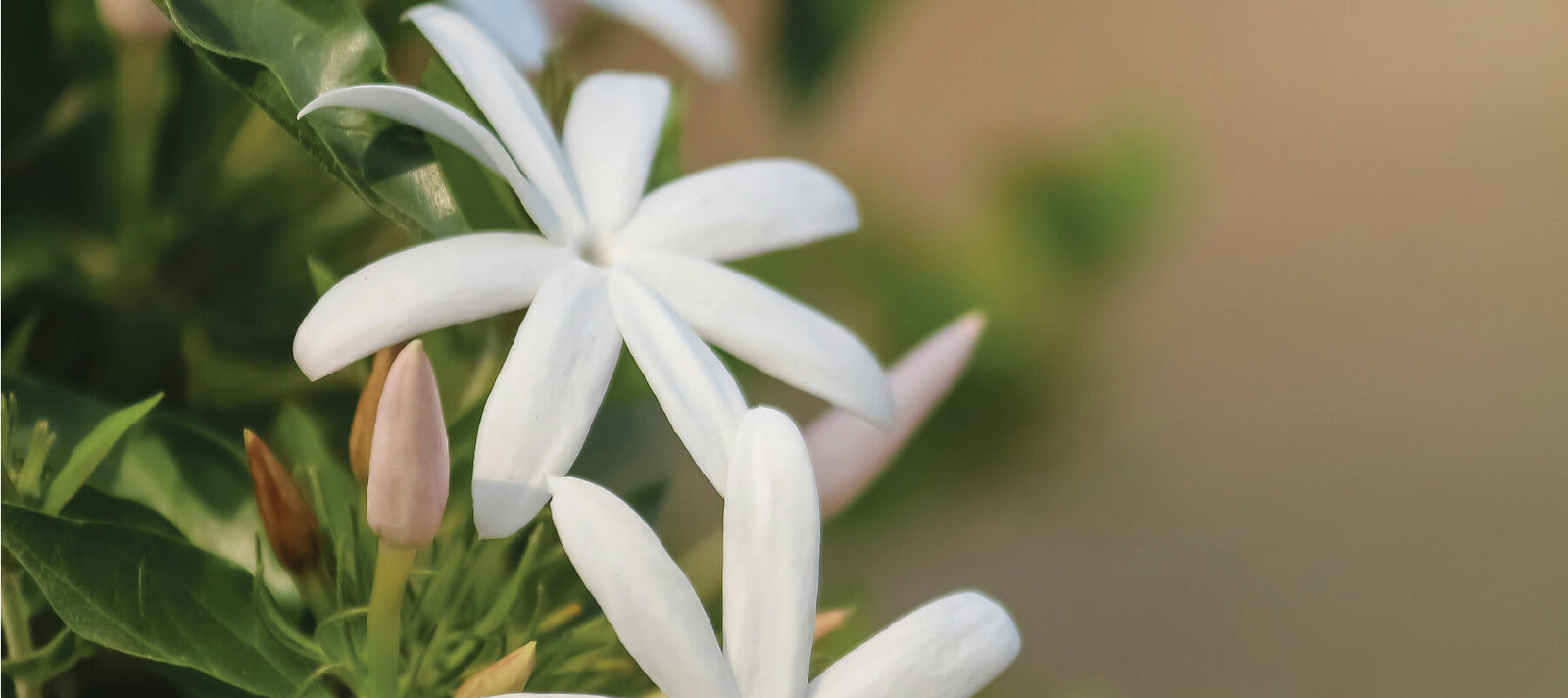 Material Expressions: Jasmine