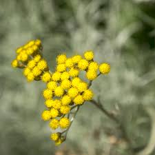 Immortelle: Gilded's key ingredient